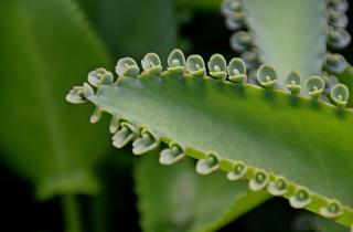 Герань, фикус и каланхоэ — лучшие растения для занятых людей — Наталья Чернышова