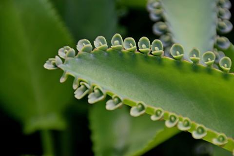 Герань, фикус и каланхоэ — лучшие растения для занятых людей — Наталья Чернышова