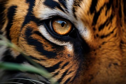 Амурского тигра отловили у села Верхний Перевал — РИАН