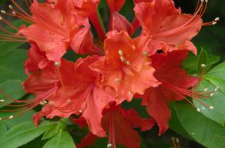 Плющ усиливает ощущение усталости и финансовых потерь — Александр Воронов