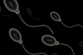 Эволюция сперматозоида показывает древнее происхождение клеточных механизмов — Артур Матт