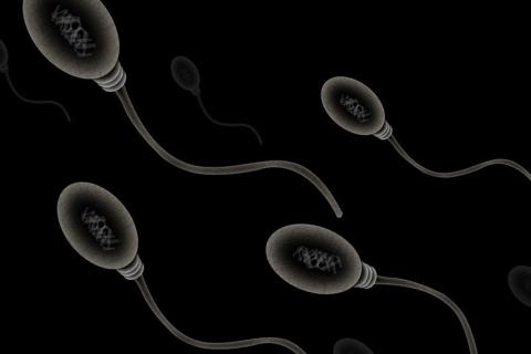 Эволюция сперматозоида показывает древнее происхождение клеточных механизмов — Артур Матт