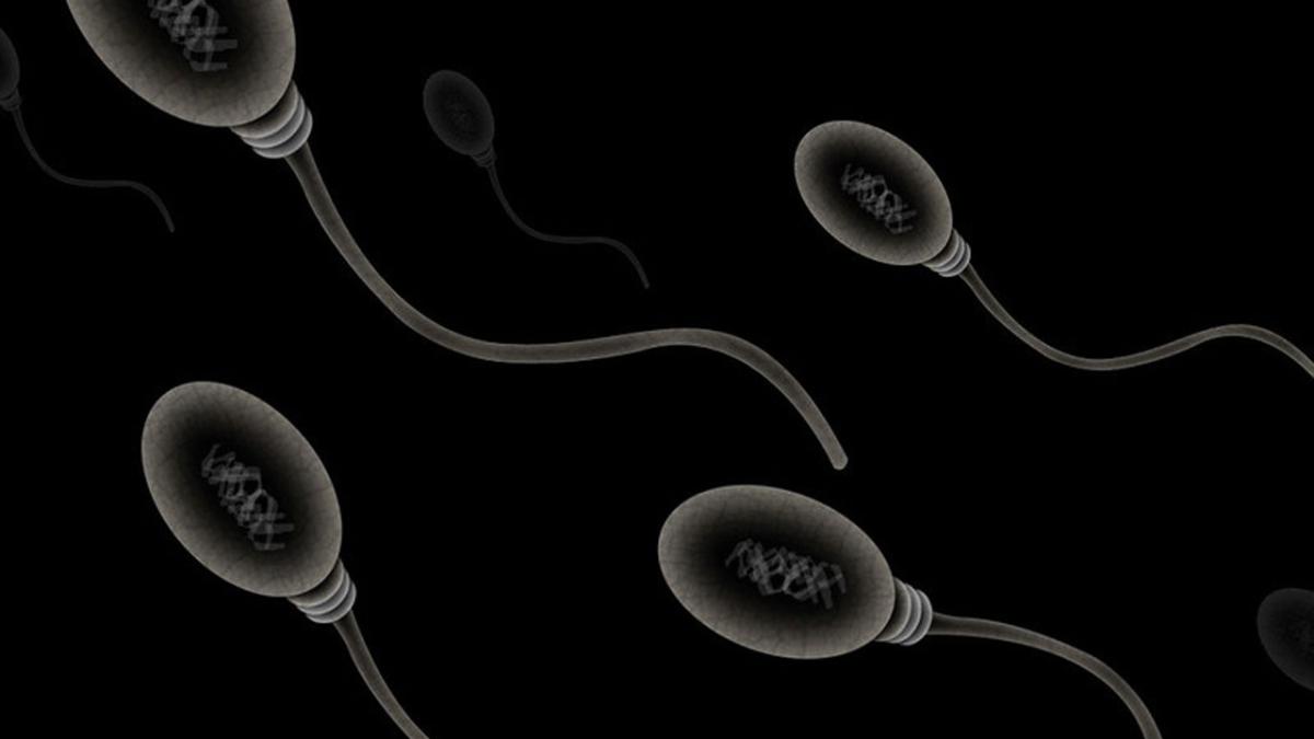 Сперматозоиды