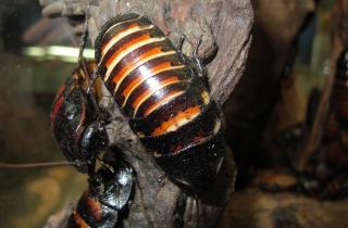 Ученые Бингемтонского университета обнаружили влияние влажности на тараканов