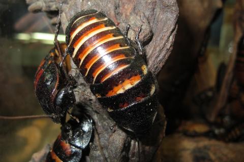 Ученые Бингемтонского университета обнаружили влияние влажности на тараканов