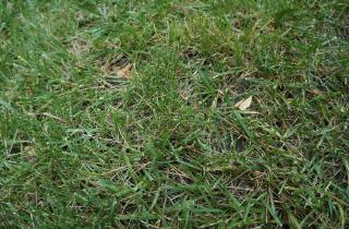 Беру вилы и делаю это раз в год — весной газон густой, как ковёр: секрет ухода без удобрений