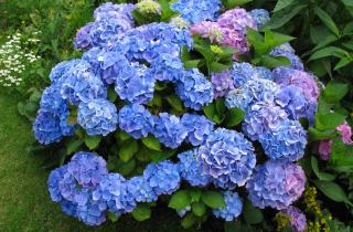 Гортензии выглядят 