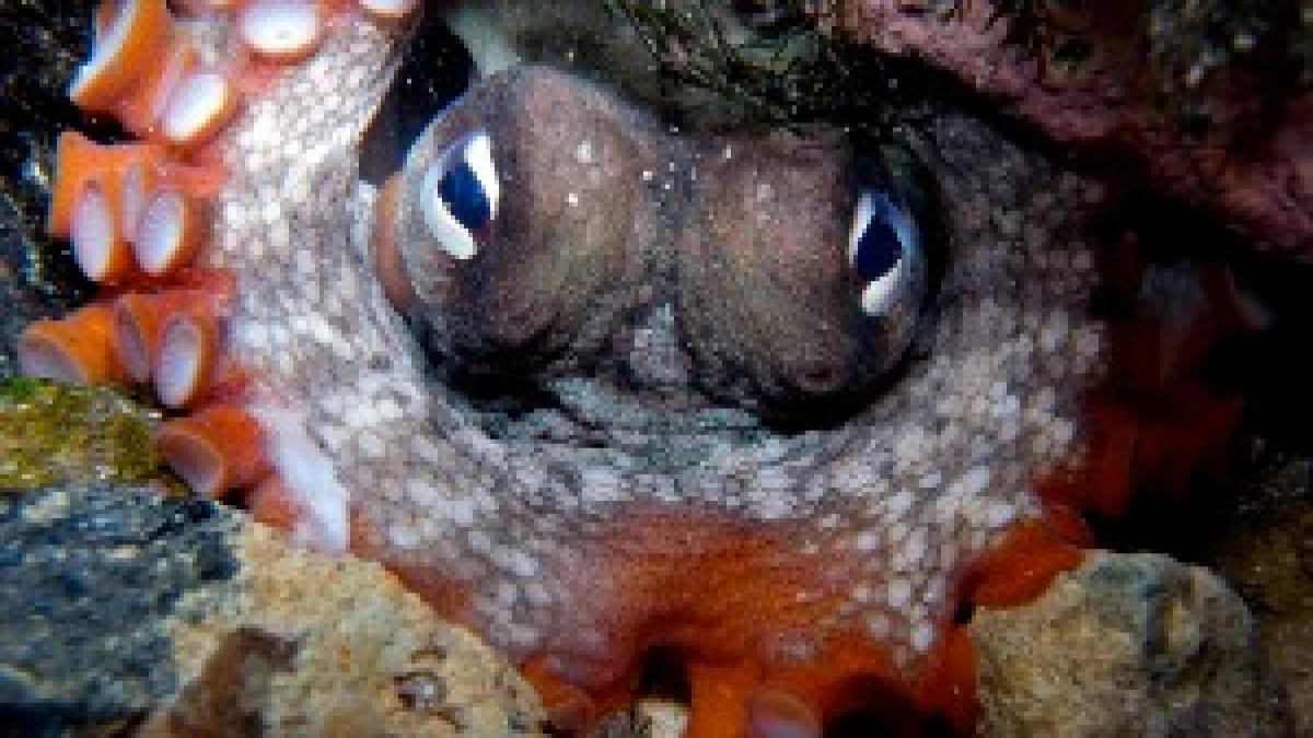Gloomy Octopus-Octopus tetricus