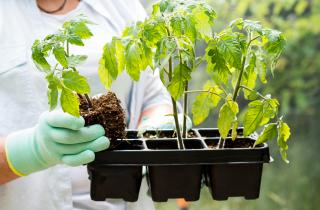 Рассаду томатов сеют за восемь недель до высадки в грунт — советы агрономов