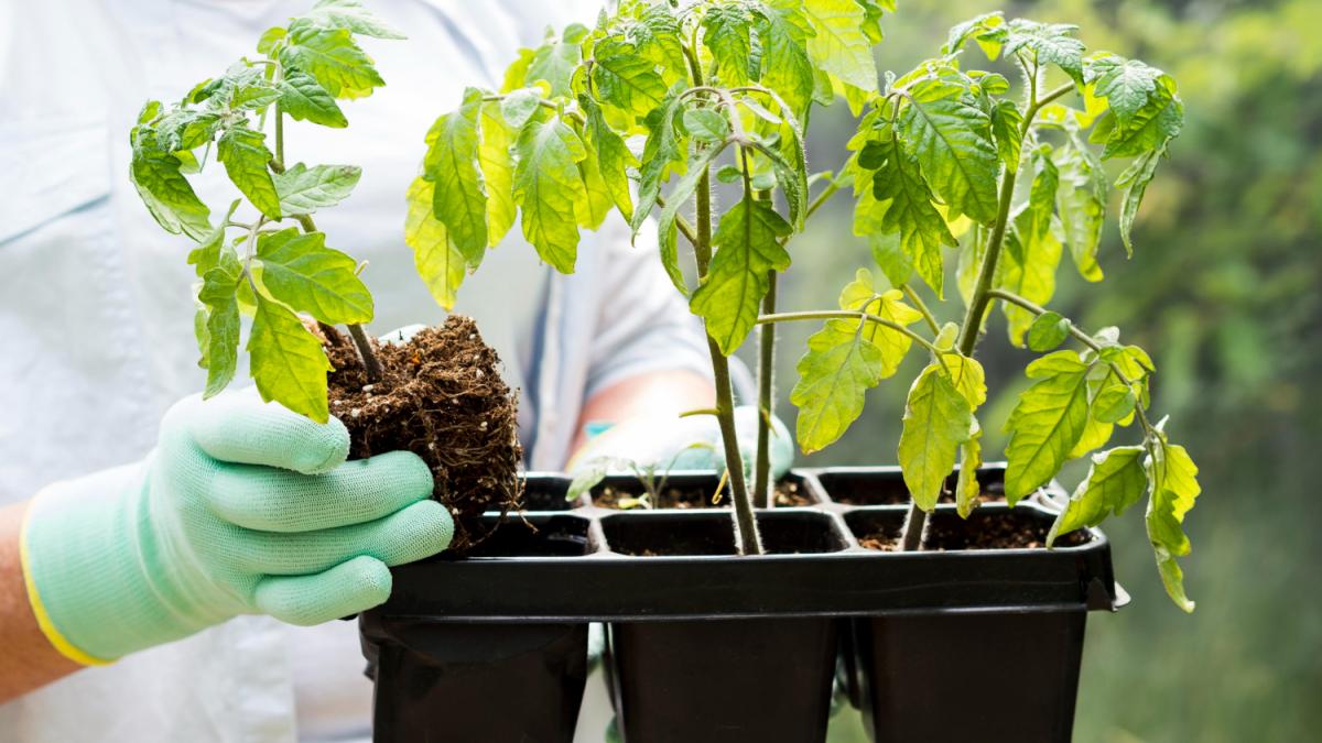 Рассада помидоров