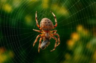 Самки пауков-короедов произвели более прочный шёлк в эксперименте — Integrative Zoology