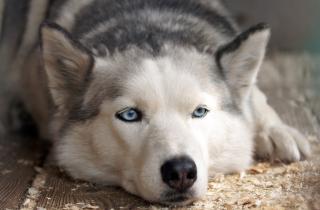 Линька хаски накрыла дом за неделю — спасает только один системный приём