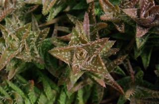 Ботаник Сергей Туркменян: алоэ тигрового зуба переносит редкий полив и растёт даже при минимальном уходе