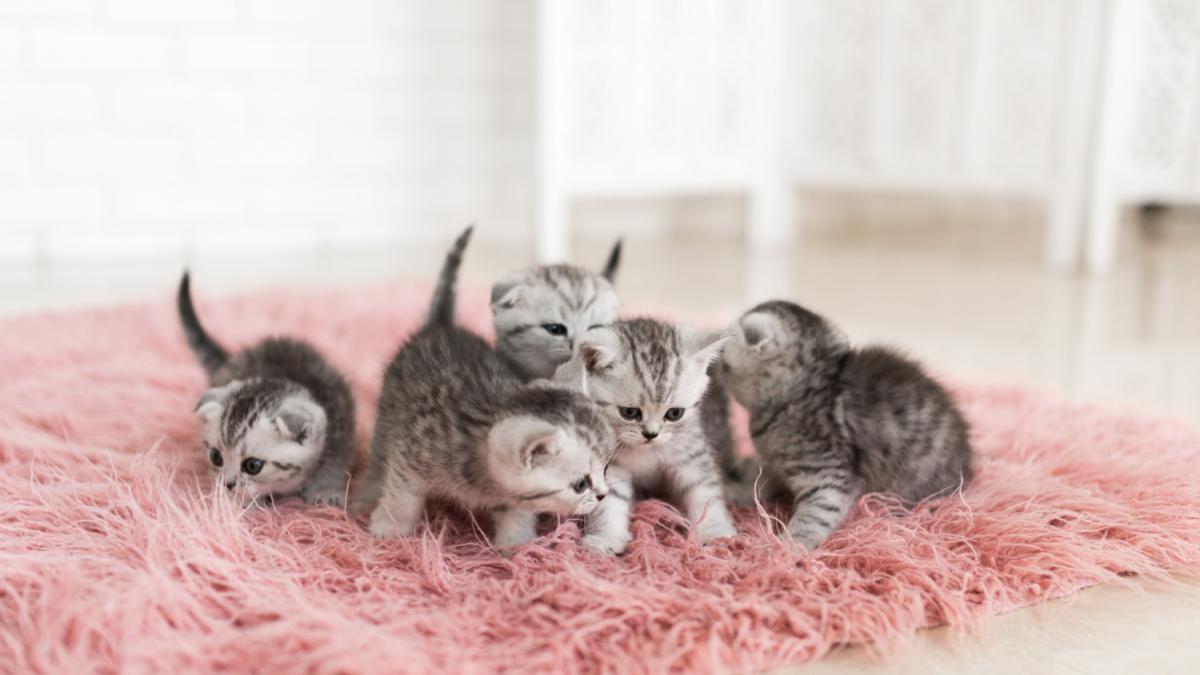 Много котят Много котят