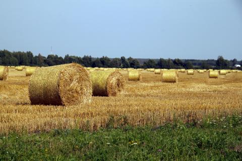 Хранение сена в сухом месте предотвращает плесень и сохраняет питательные вещества Хранение сена в сухом месте предотвращает плесень и сохраняет питательные вещества