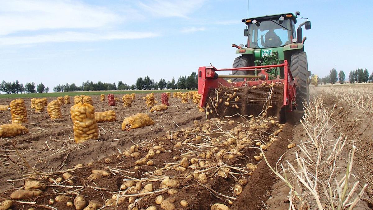 Сбор урожая картофеля