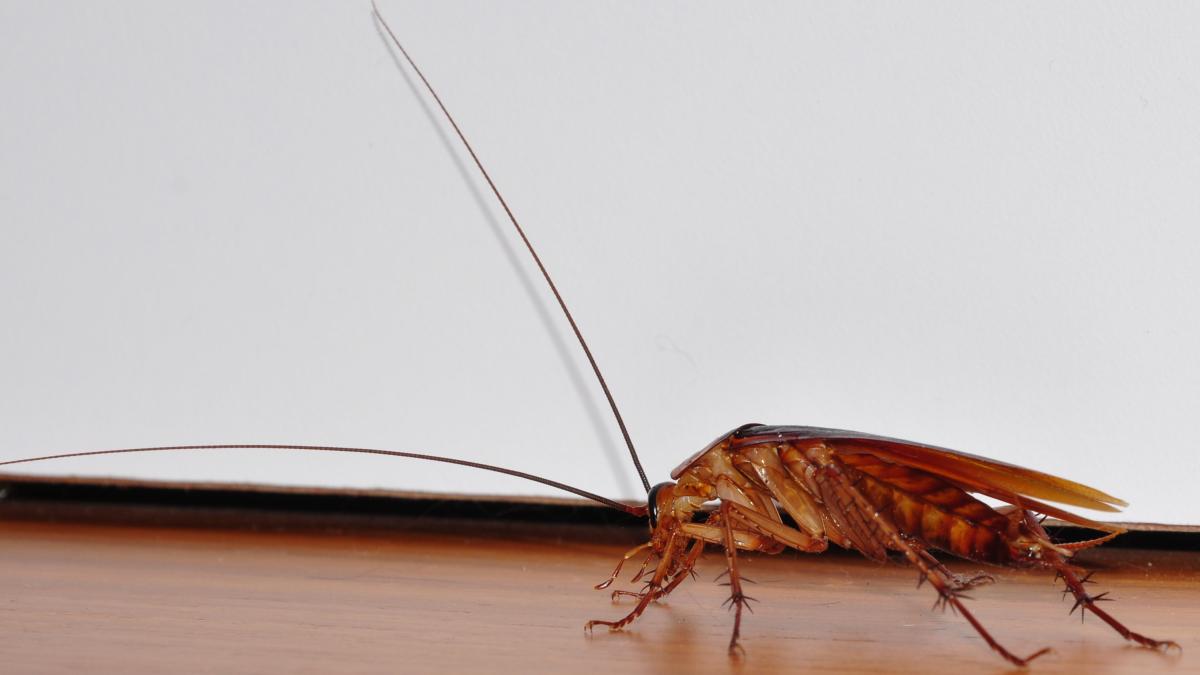 Cockroach-closeup-left-side Cockroach-closeup-left-side