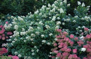 Посадила новую гортензию — а она стала рубиновой: такого ещё не видели