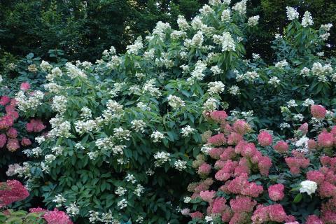 Посадила новую гортензию — а она стала рубиновой: такого ещё не видели