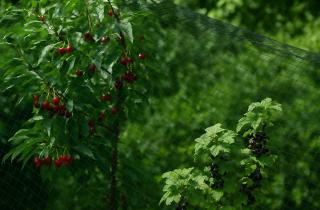 Черешня из косточки вырастает устойчивой к морозам и вредителям — Ирина Власова