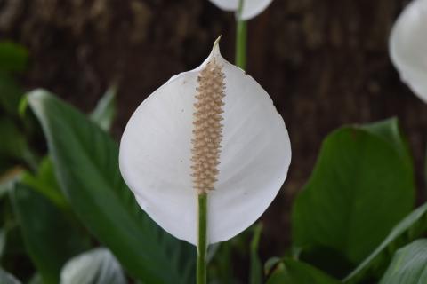 Спатифиллум готовится к весне — но без этого шага бутоны могут не появиться