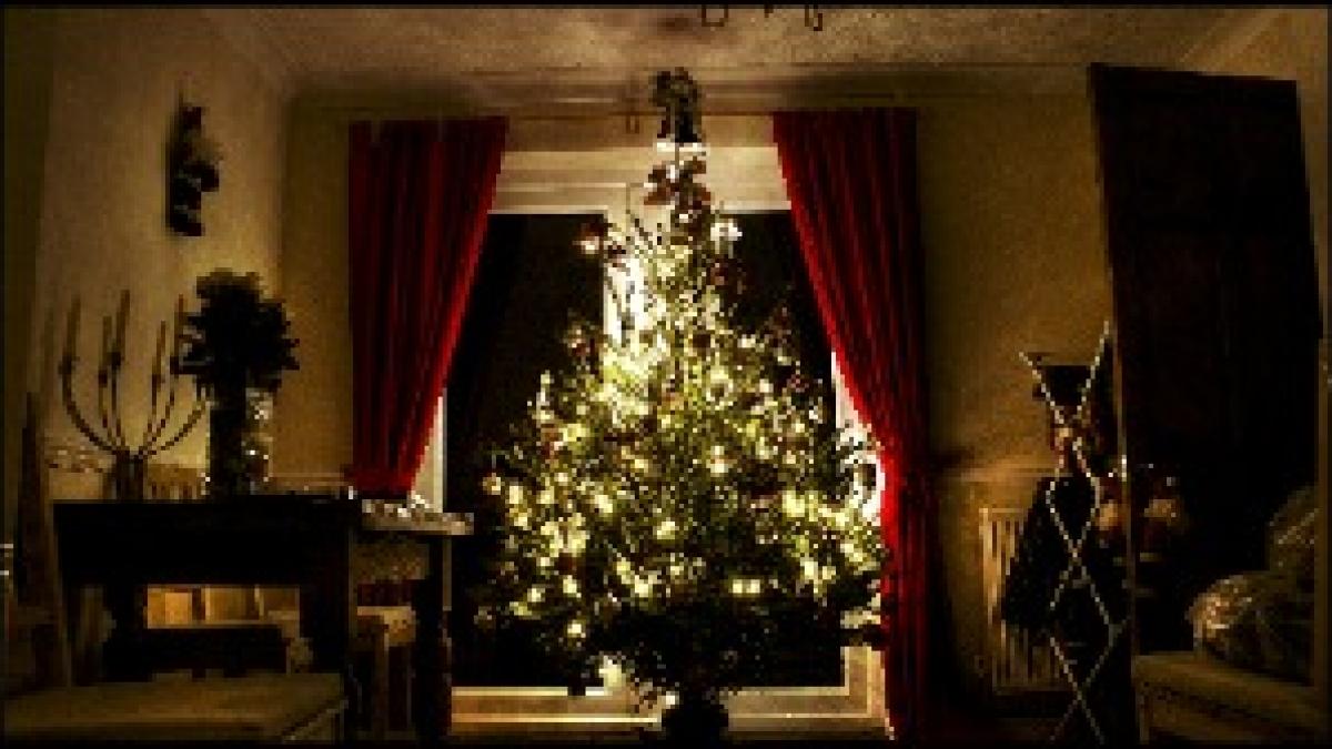 Steve Wilson's Christmas Tree Steve Wilson's Christmas Tree