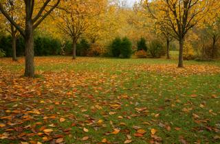 Учёные предсказали снижение прироста древесины на 70% к 2100 году — исследователь Ян Тумайер