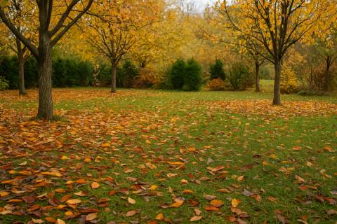 Учёные предсказали снижение прироста древесины на 70% к 2100 году — исследователь Ян Тумайер