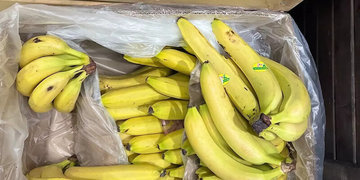 Из-за подорожания россияне стали меньше покупать бананы