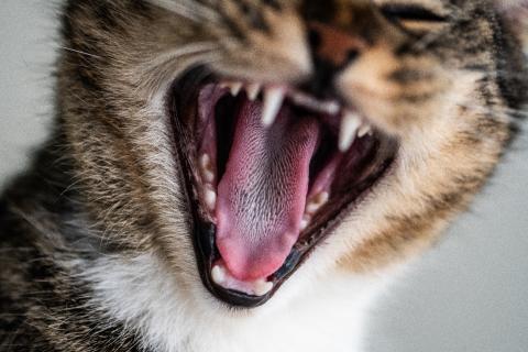 70% кошек старше трёх лет страдают заболеваниями полости рта