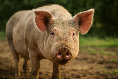 Ветеринар Дмитрий Костин: свиньи по уровню интеллекта могут соперничать с собаками Ветеринар Дмитрий Костин: свиньи по уровню интеллекта могут соперничать с собаками