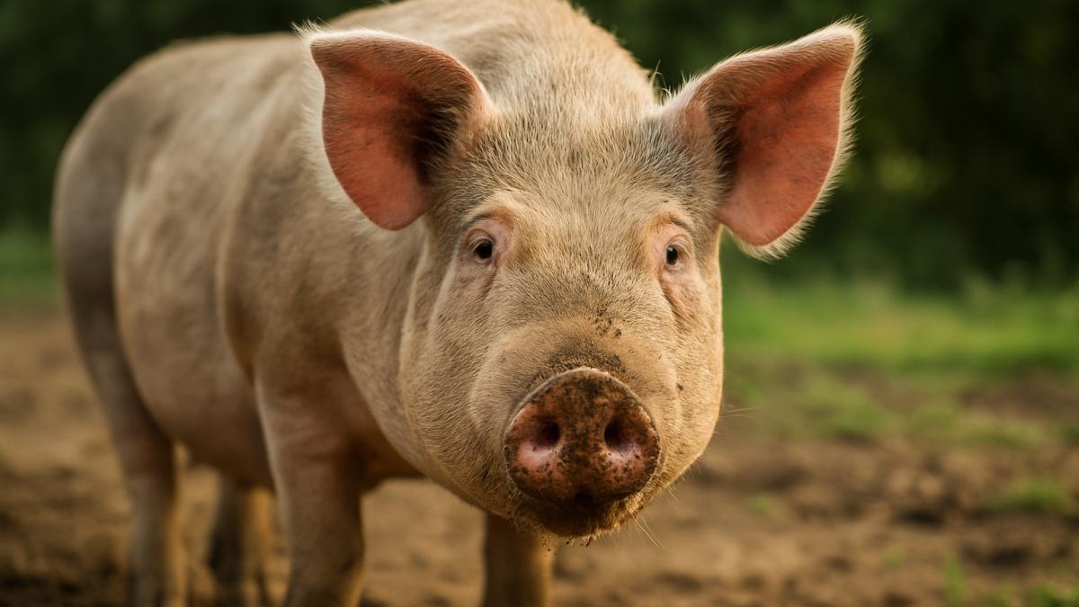 Домашняя свинья Домашняя свинья