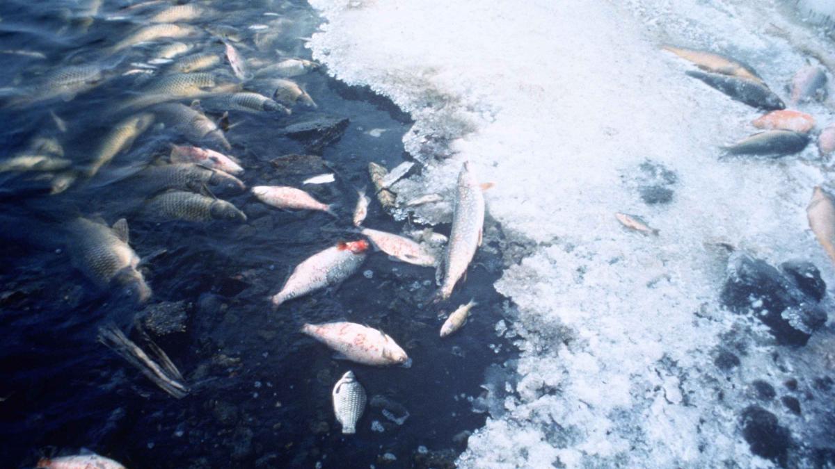 Fish kill pollution Fish kill pollution