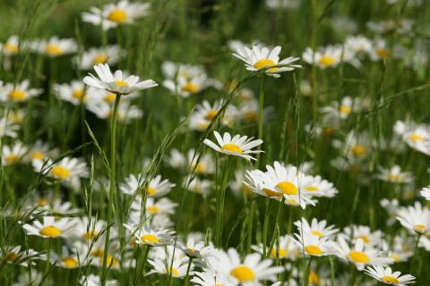 Посадила эту ромашку осенью — и весной весь сад засиял