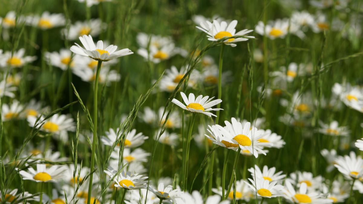 Ромашковый газон