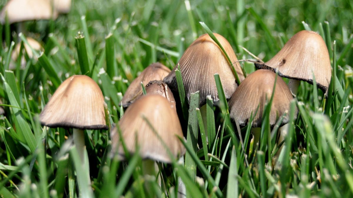 Грибы на лужайке Грибы на лужайке