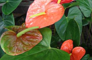 Сухой воздух мешает антуриуму выпускать новые бутоны