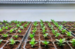 Посев баклажанов и перца в январе помогает ускорить урожай — агроном