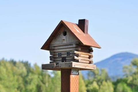 Малиновки зимой особенно нуждаются в калорийном корме — IdealHome