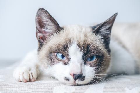 Учёные зафиксировали 22 типа поведения кошек — Pet Book