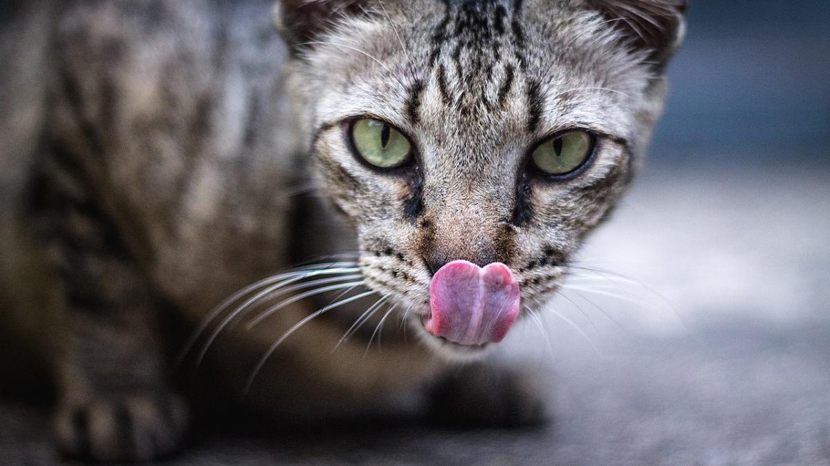 Кошка облизывается