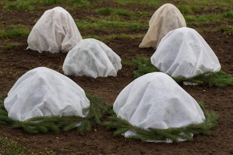 Укрытие роз защищает их от мороза и осадков — садоводы