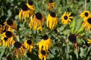 Челябинская область увеличила сбор масличных на 204 тысячи тонн по сравнению с 2024 годом