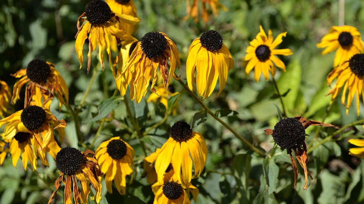 Подсолнухи Подсолнухи