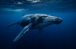 Популяция горбатых китов выросла до 80 тысяч особей — Marine Mammal Science