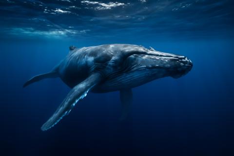 Популяция горбатых китов выросла до 80 тысяч особей — Marine Mammal Science