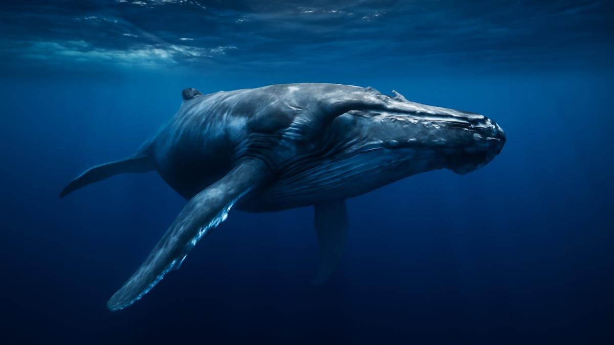 Горбатый кит в океане