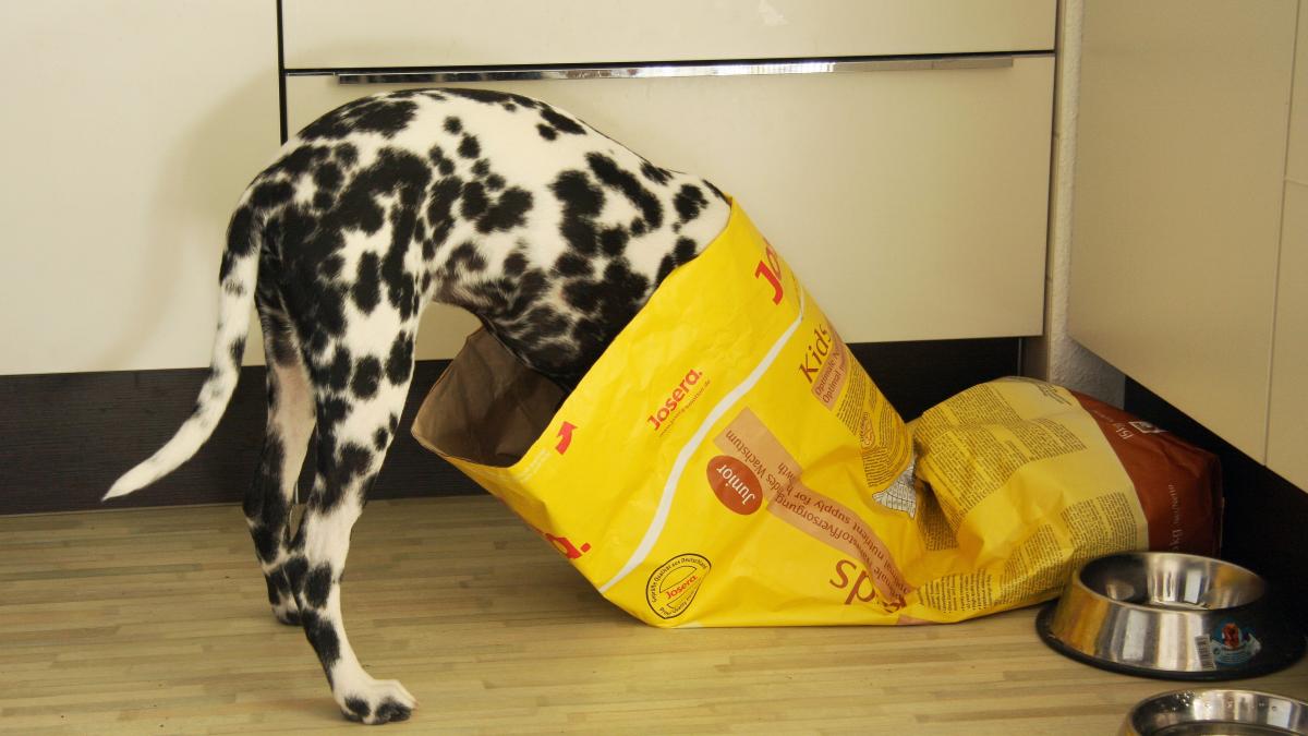 Собака в пакете корма