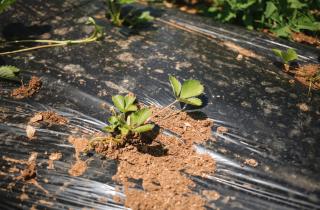 Садоводы советуют накрывать приподнятые грядки садовой тканью