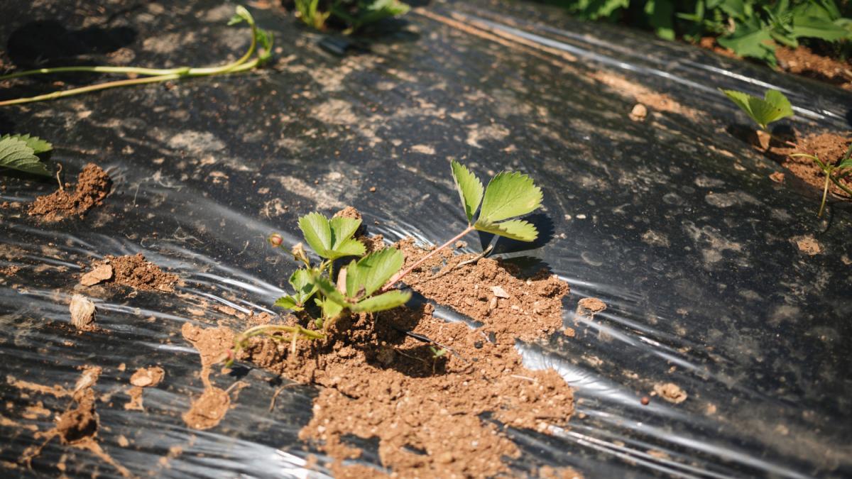 Закрытые грядки